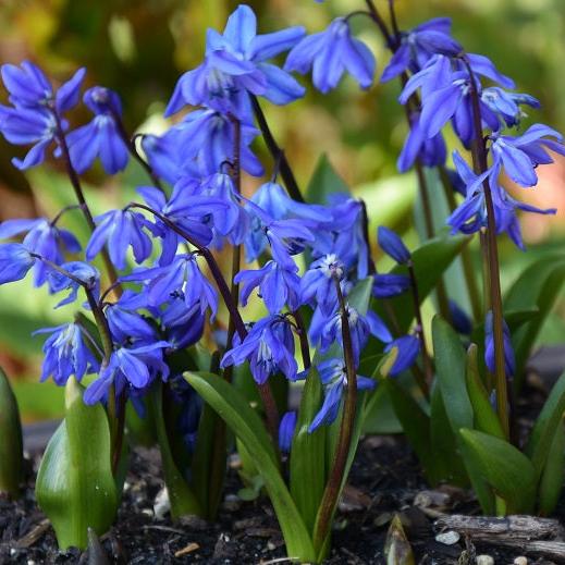 SCILLA SIBERICA 50