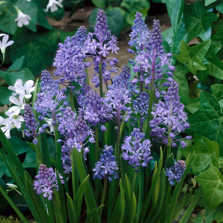 SCILLA LITARDIEREI ROYAL AMETHYST 12