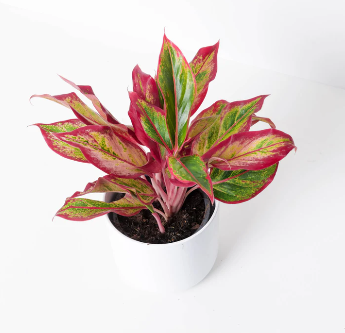 Aglaonema Red Fire (Decorum) - Indoor Plants - Windyridge Garden Centre