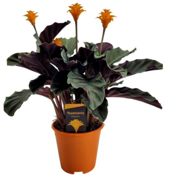 Calathea Crocata 'Tassmania' 3-4 Flower - Indoor Plants - Windyridge Garden Centre