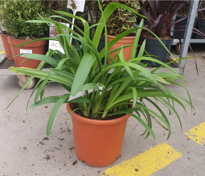 Agapanthus Africanus 1L T - Herbaceous - Windyridge Garden Centre