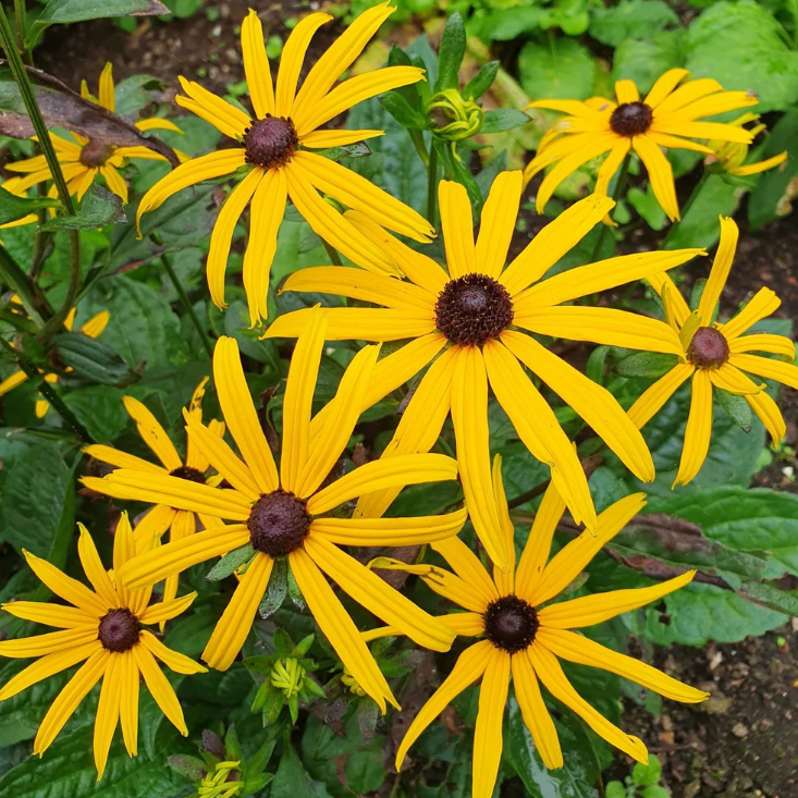 Rudbeckia Goldsturm T - Herbaceous - Windyridge Garden Centre