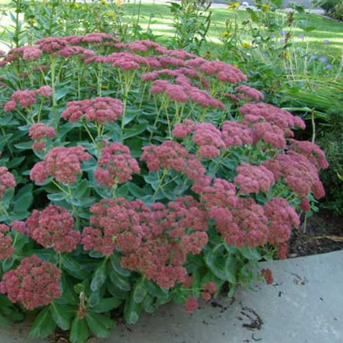 Sedum Spectabilis/Autumn Joy