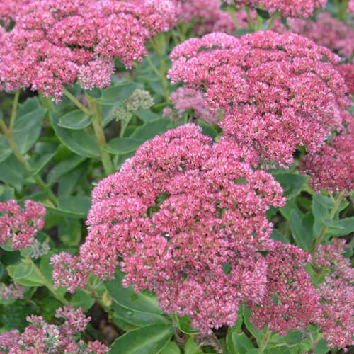 Sedum Spectabilis/Autumn Joy