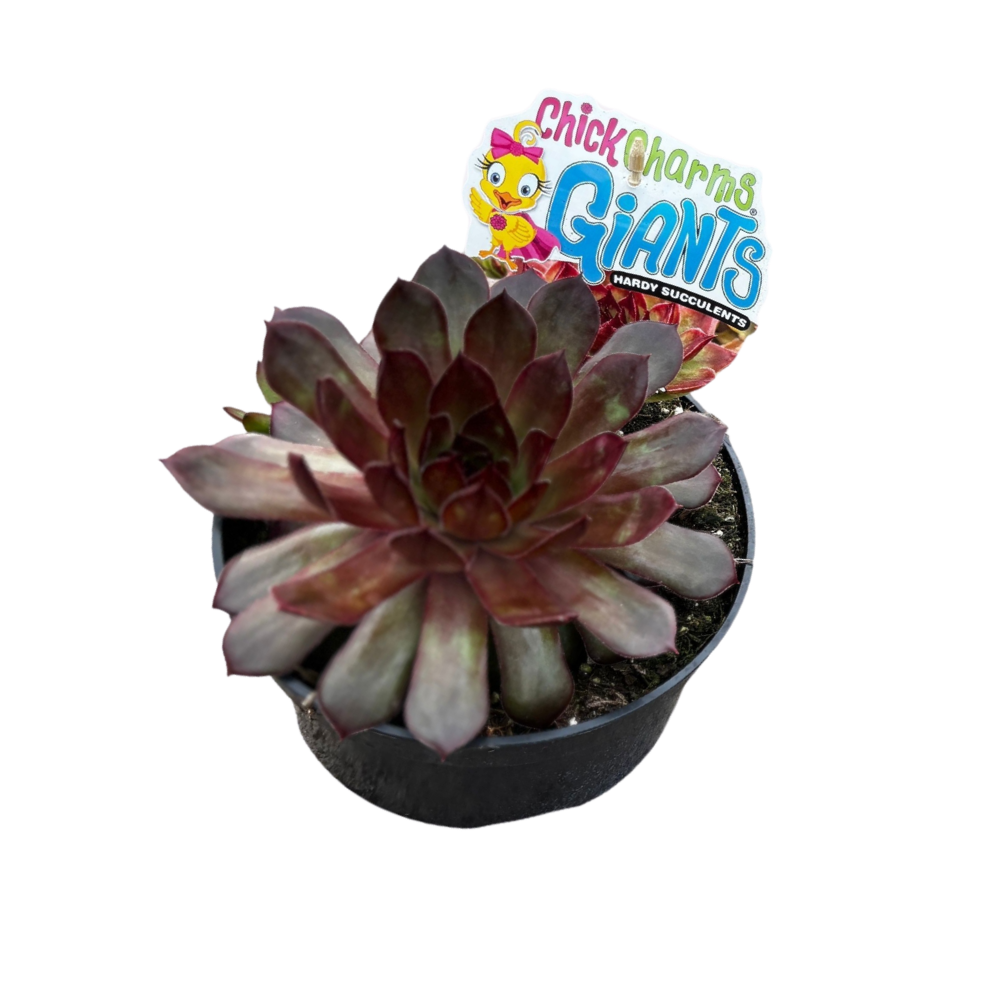 Sempervivum 'ChickCh' mix