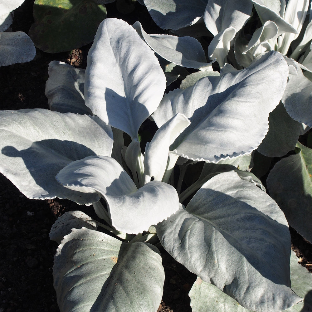 Senecio Angel Wings - Shrubs - Windyridge Garden Centre