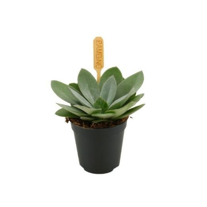 Senecio cephal. 'Mountain Fire'