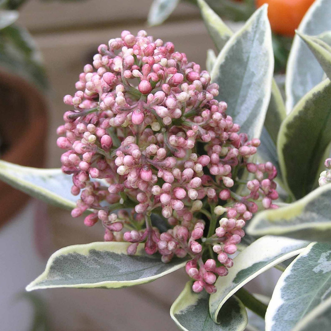 Skimmia-jap.-Mystic-Marlot-Flower