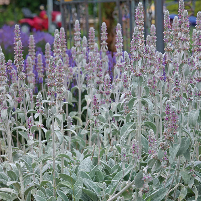 STACHYS byzantina Silver Carpet