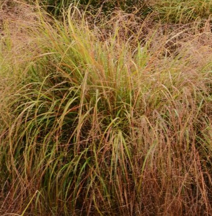 Stipa arundinacea