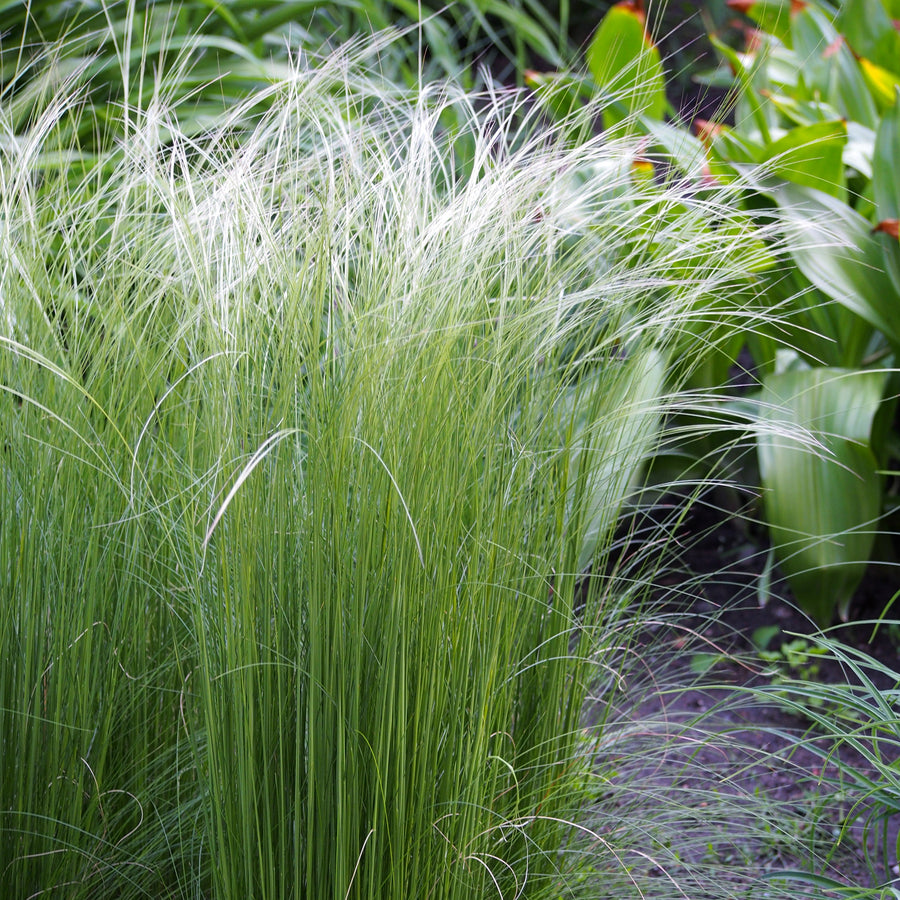Photo by Agnieszka Kwiecień, Nova, licensed under the Creative Commons Attribution-Share Alike 4.0 International license. Cropped