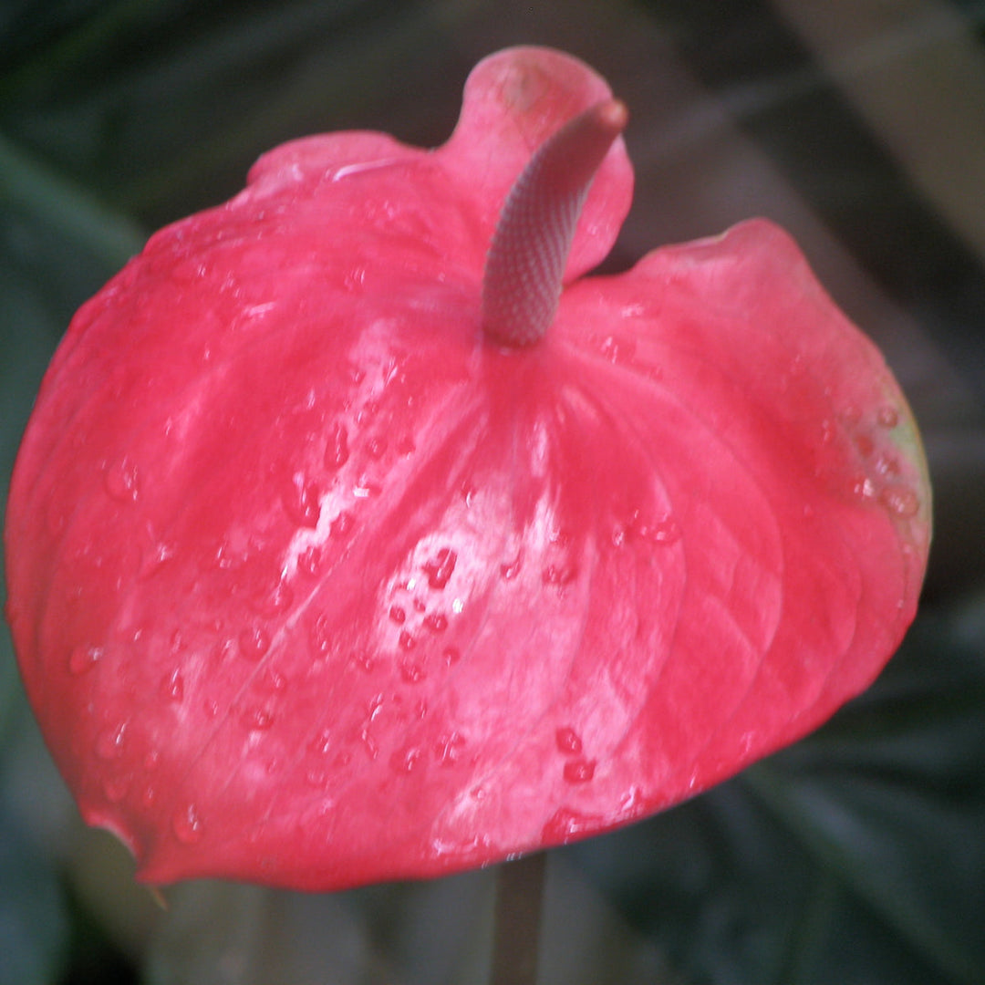 Anthurium andr. Sweet Dream ROYAL PINK