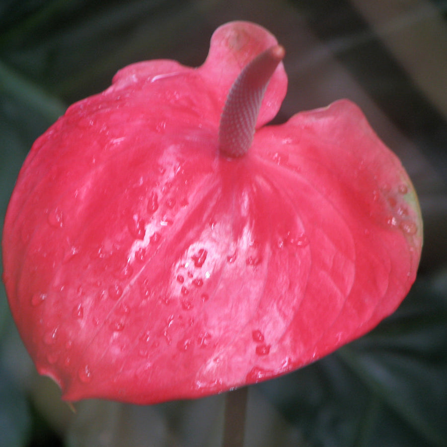 Anthurium andr. Sweet Dream ROYAL PINK
