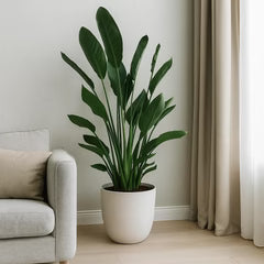 Unwins Houseplant Bird Of Paradise (Strelitzia Reginae) - Seed Packets - Windyridge Garden Centre