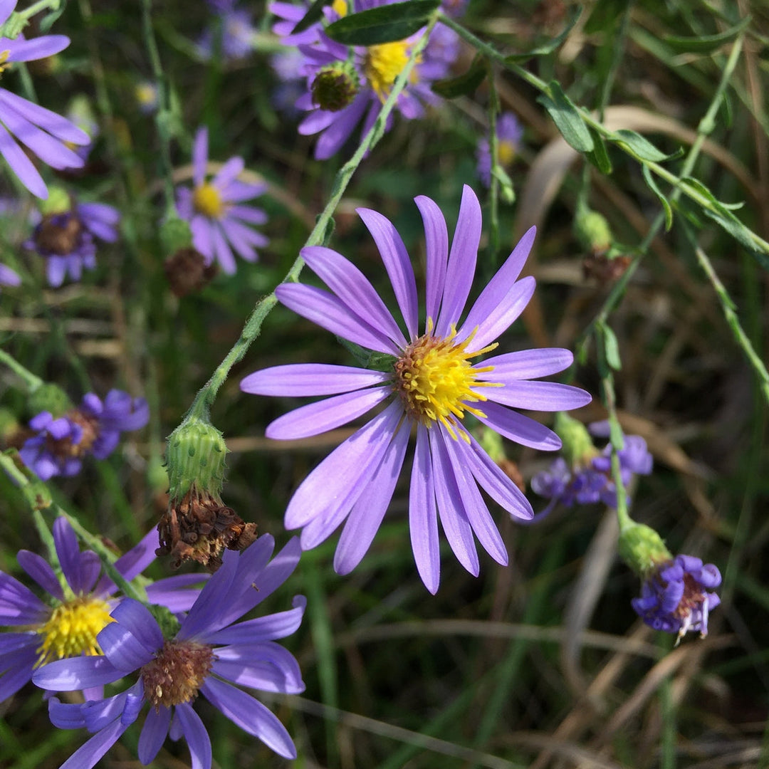 Aster Alpha Dark Purple Lavender
