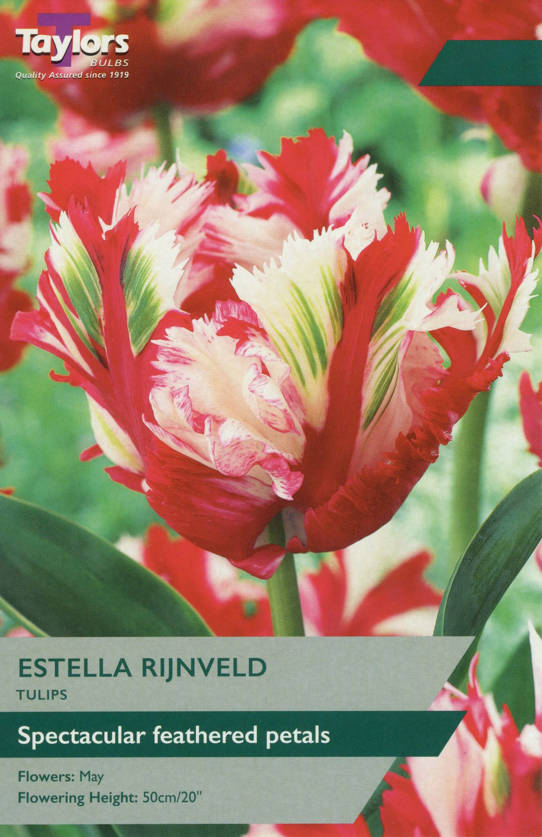 TULIP ESTELLA RIJNVELD