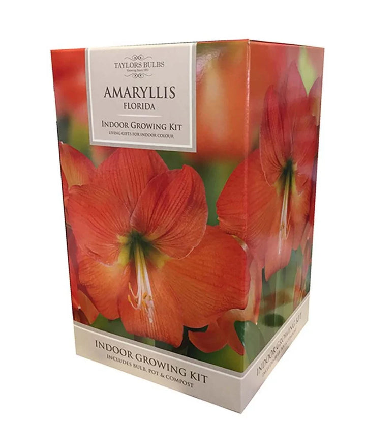 Amaryllis Florida