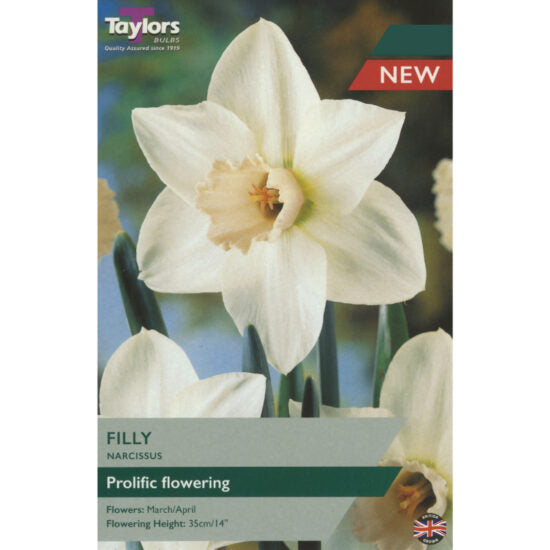 NARCISSUS FILLY 7