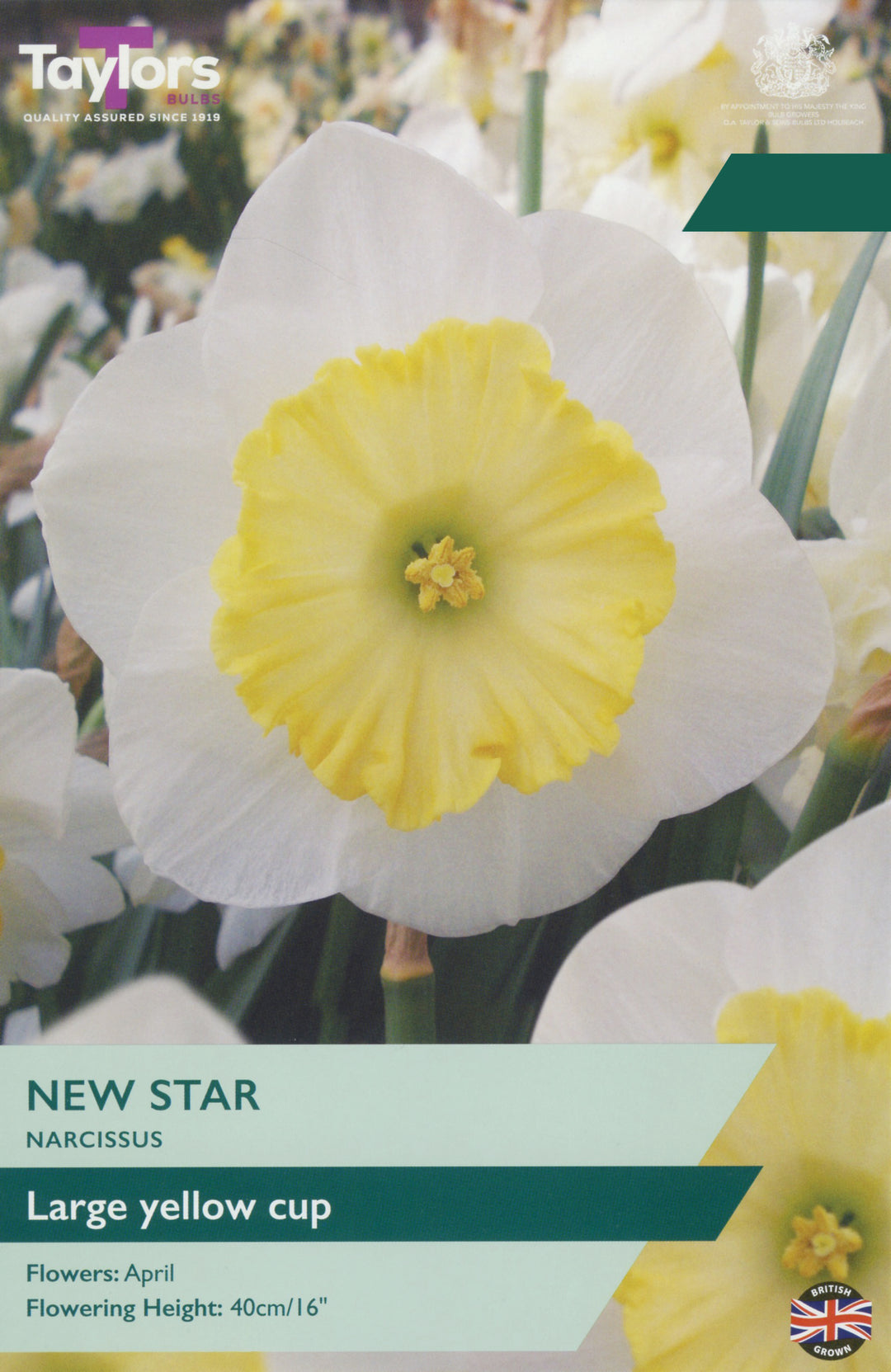 7 NARCISSUS NEW STAR 12-14
