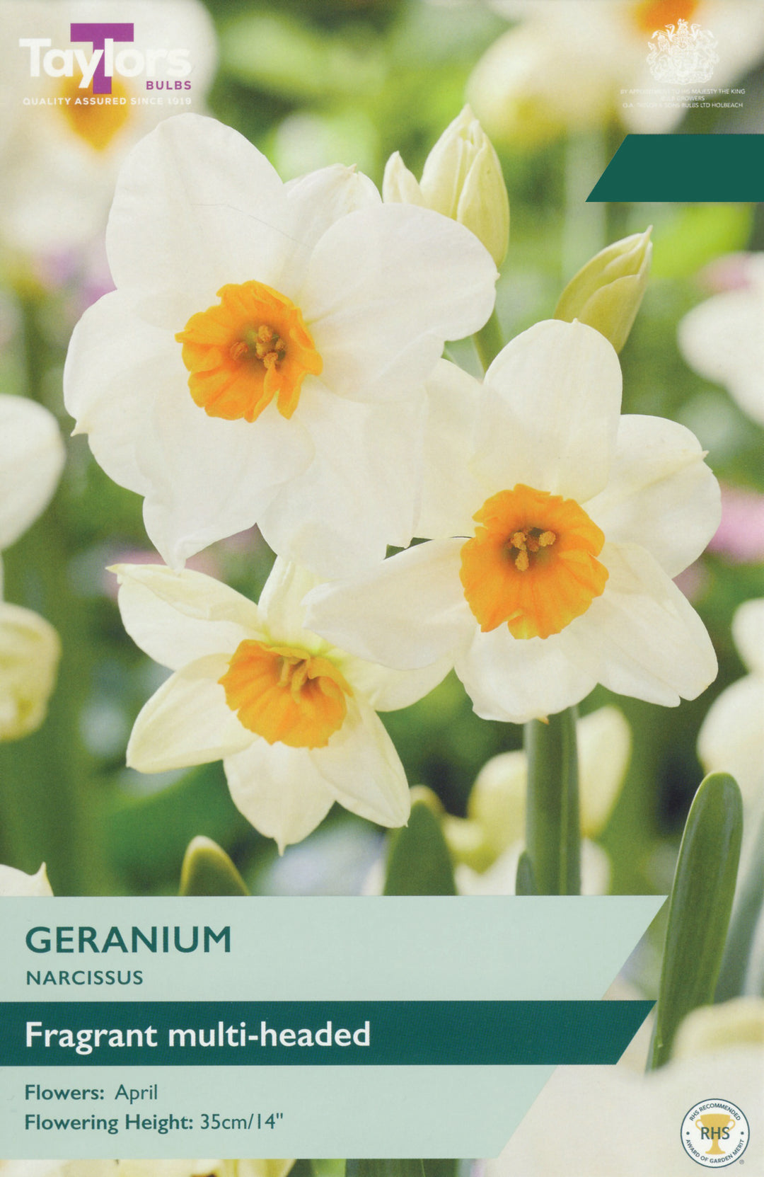 6 NARCISSUS GERANIUM 12-14