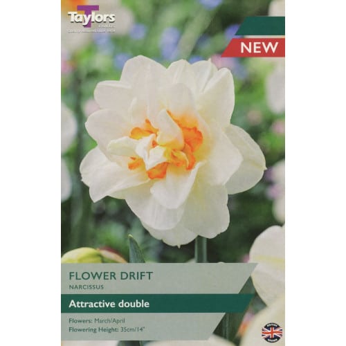 Daffodil Narcissus Flower Drift (7 Bulbs)