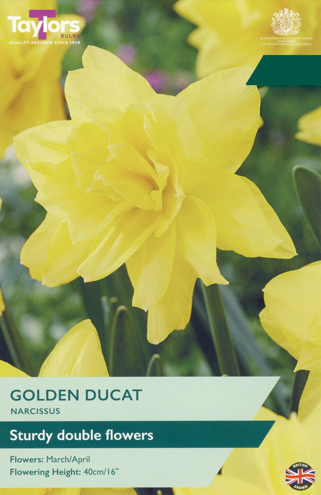 6 NARCISSUS GOLDEN DUCAT 12-14