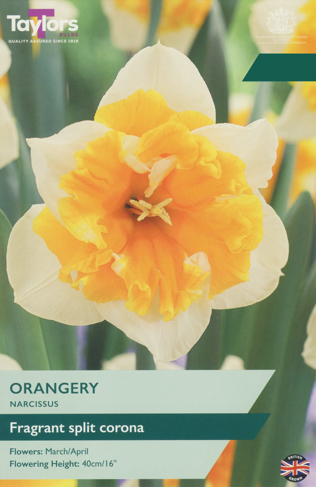 5 NARCISSUS ORANGERY 12-14