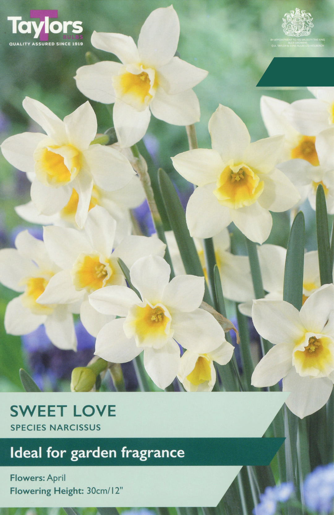 8 NARCISSUS SWEET LOVE 10-12