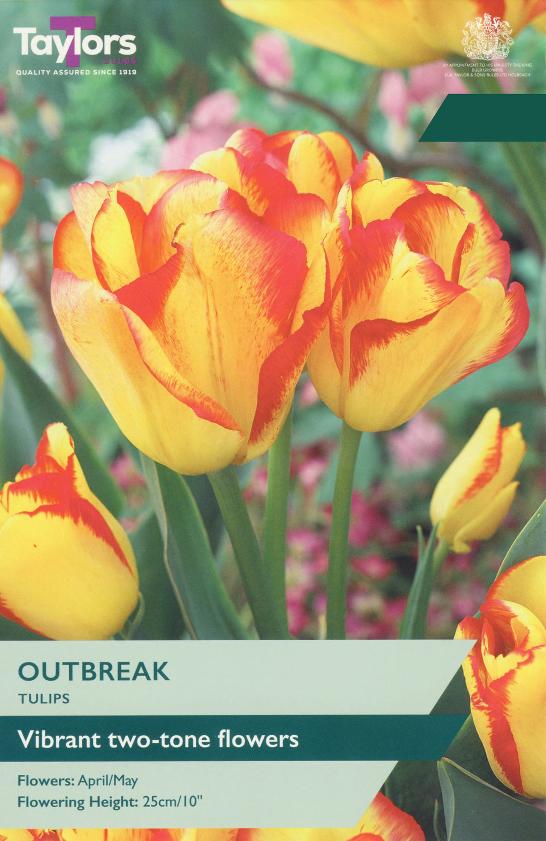 7 TULIP OUTBREAK 12+