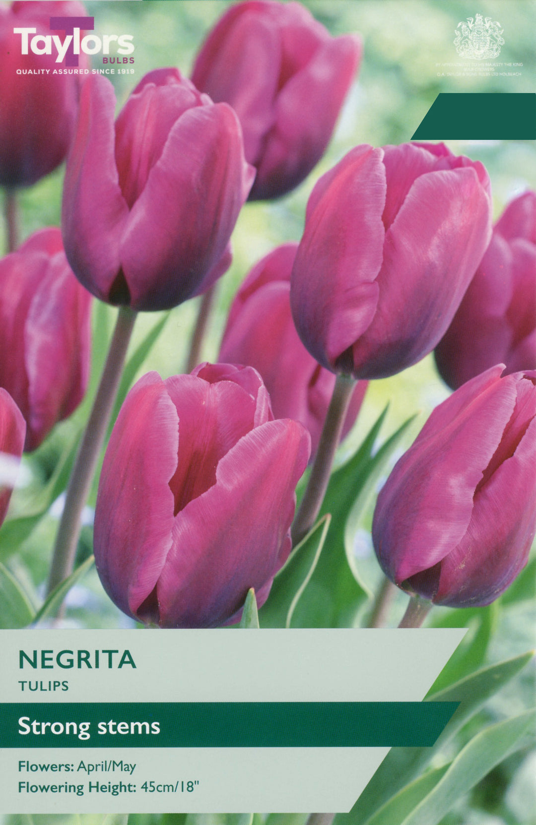 7 TULIP NEGRITA 11-12