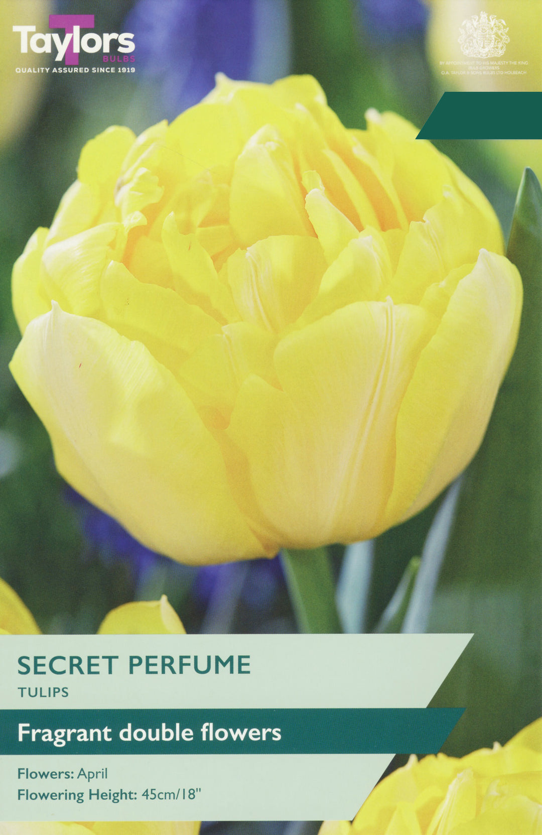 6 TULIP SECRET PERFUME 11-12