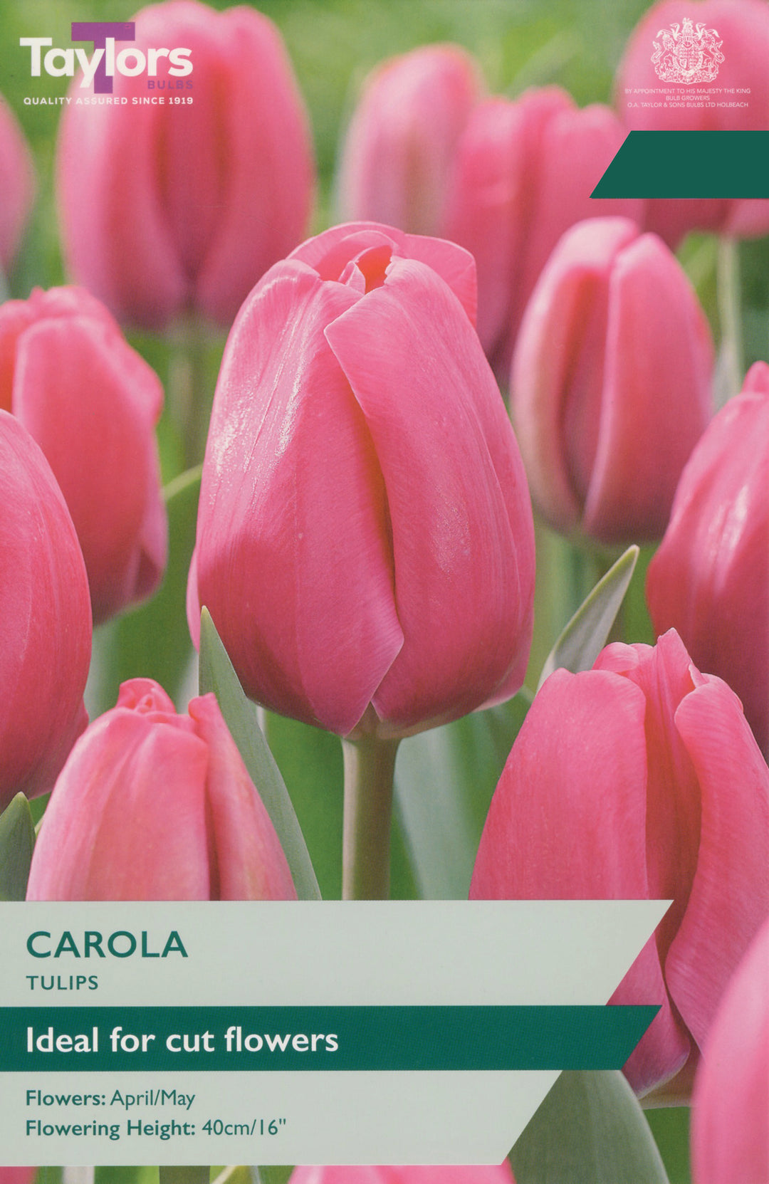 7 TULIP CAROLA 11-12