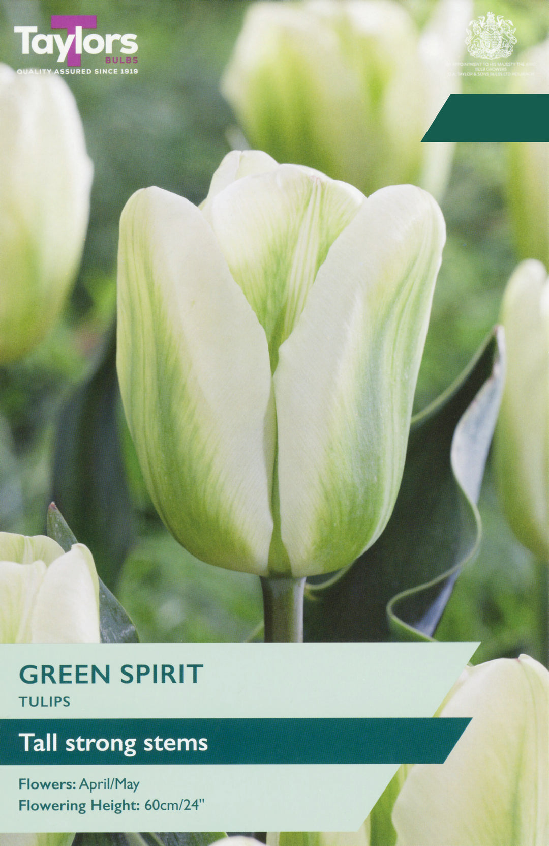 5 TULIP GREEN SPIRIT 11-12