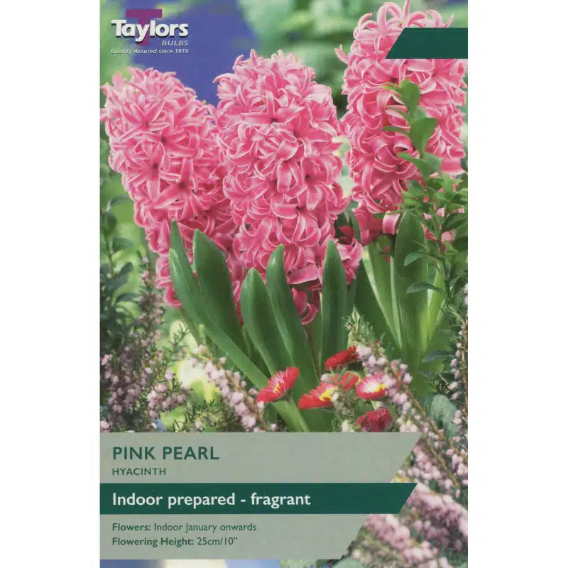 INDOOR PREPARED HYACINTH PINK PEARL