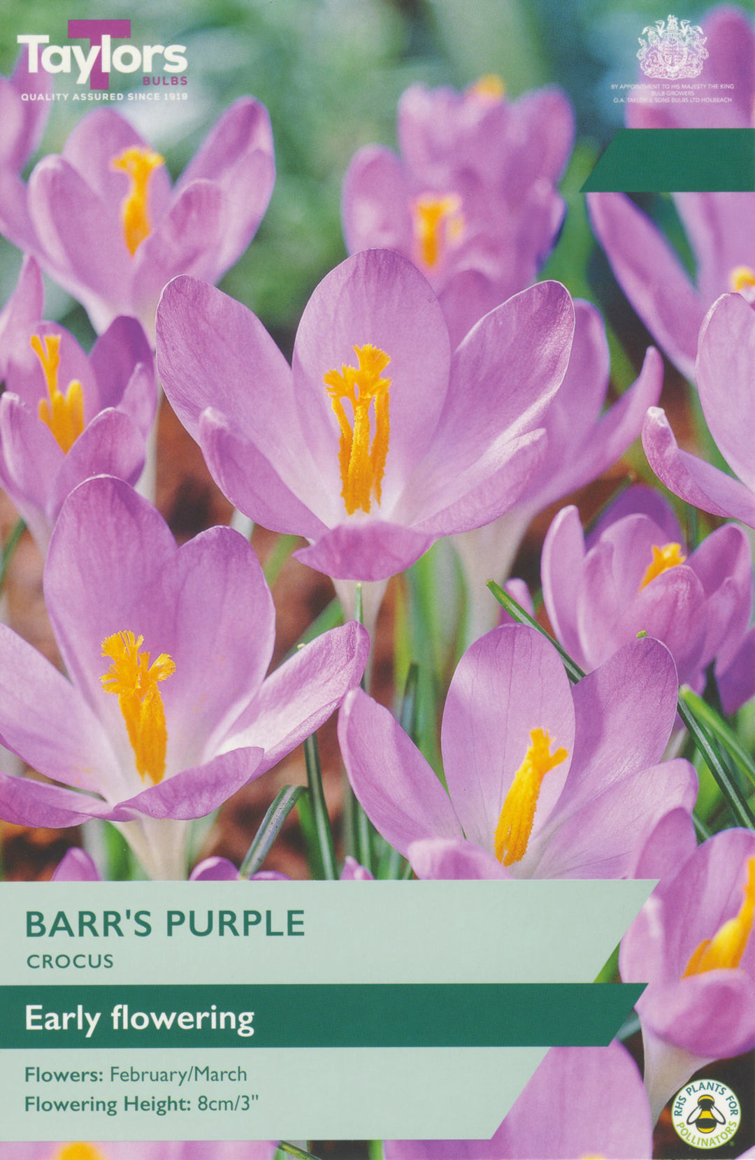 25 CROCUS BARR'S PURPLE 5-7