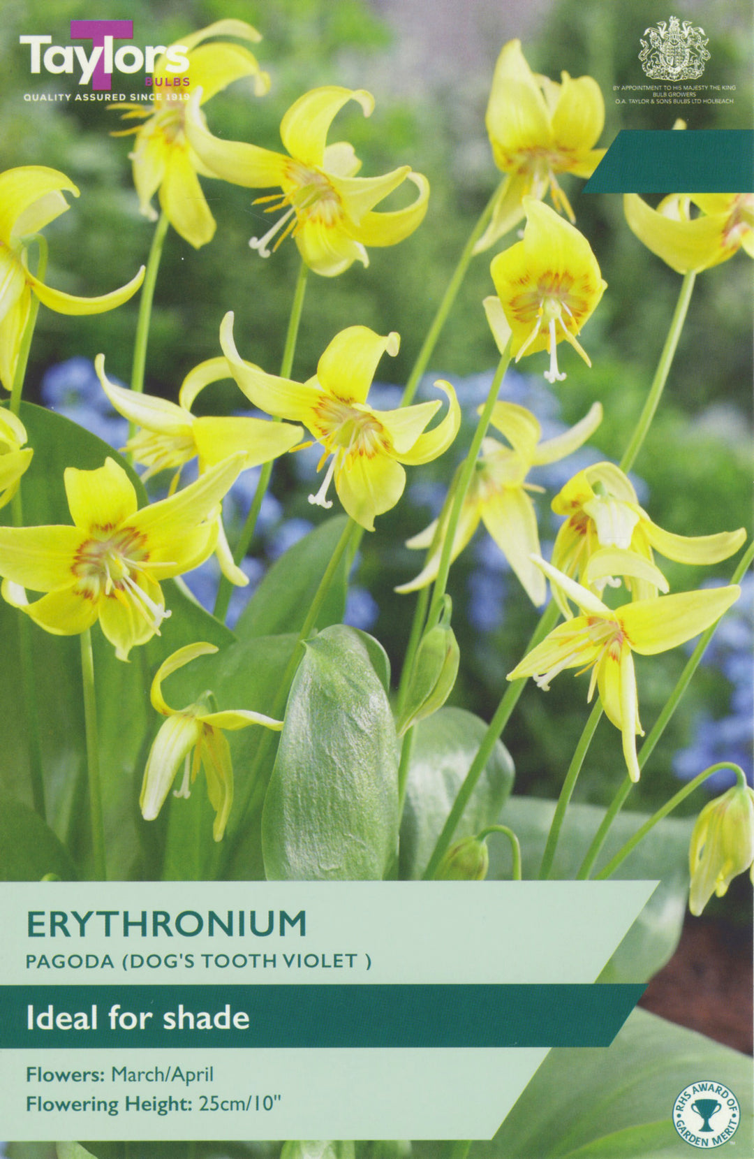 2 ERYTHRONIUM PAGODA I