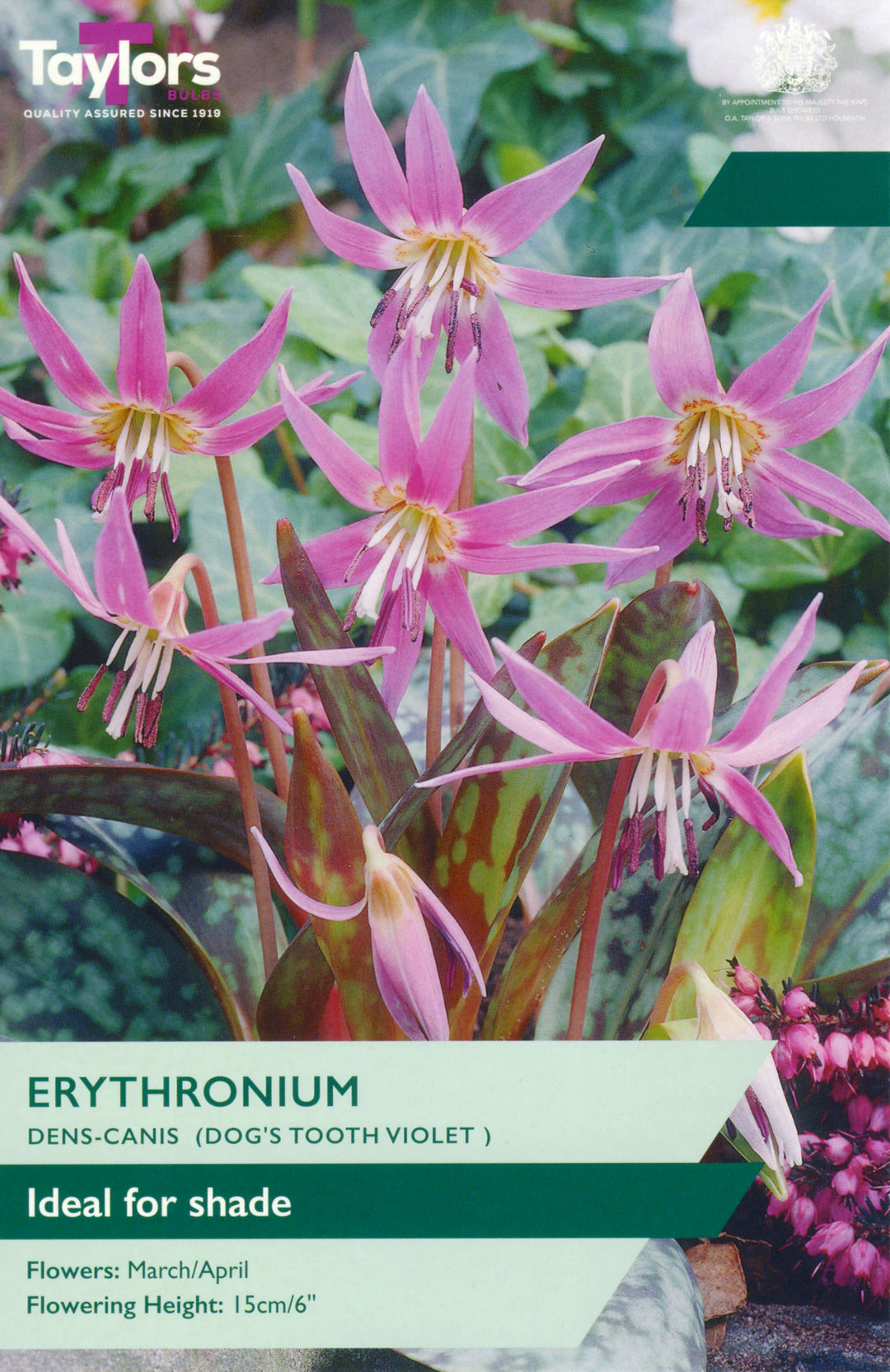2 ERYTHRONIUM DENS-CANIS I