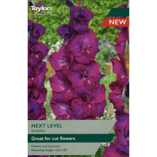 GLADIOLI NEXT LEVEL 10