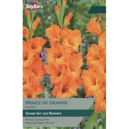 GLADIOLI PRINCE OF ORANGE 10