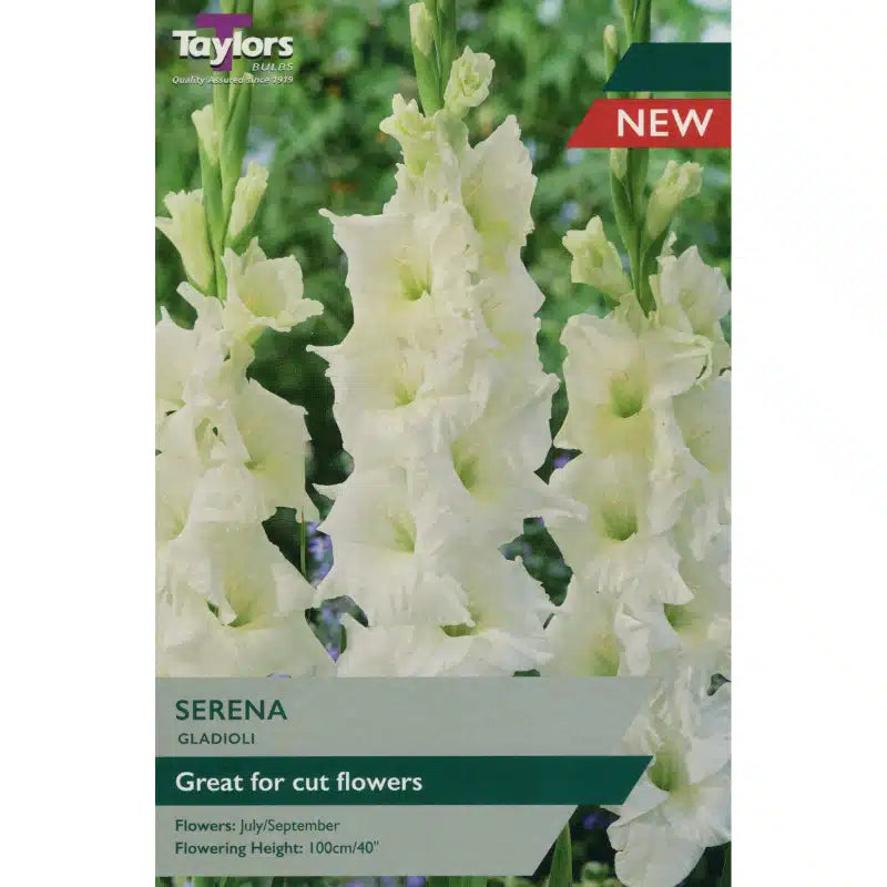 GLADIOLI SERENA 10
