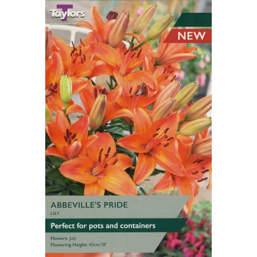 LILY ABBEVILLES PRIDE 3