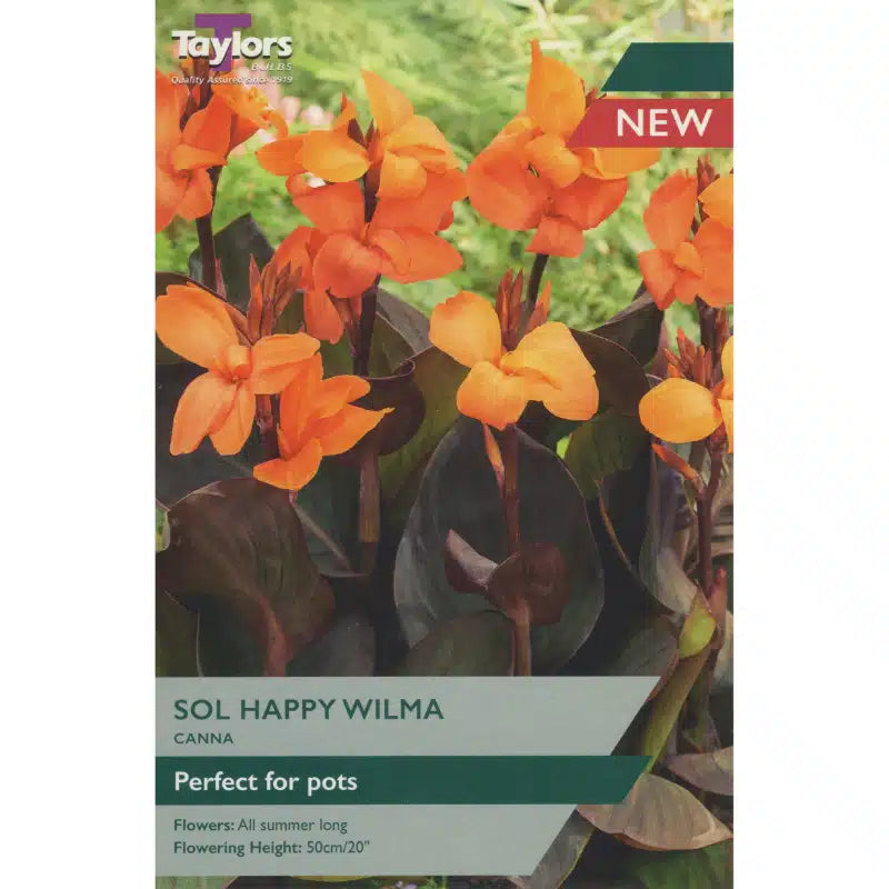 Canna Sol Happy Wilma X 1 - Bulbs - Windyridge Garden Centre