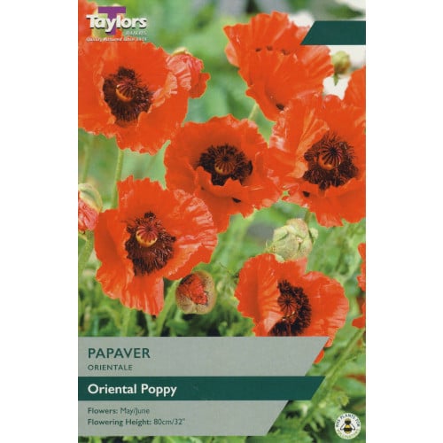 Papaver Orientale 3 - Bulbs - Windyridge Garden Centre
