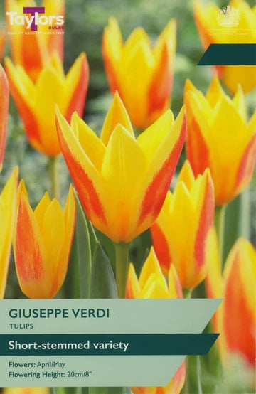 TULIP GIUSEPPE VERDI 9