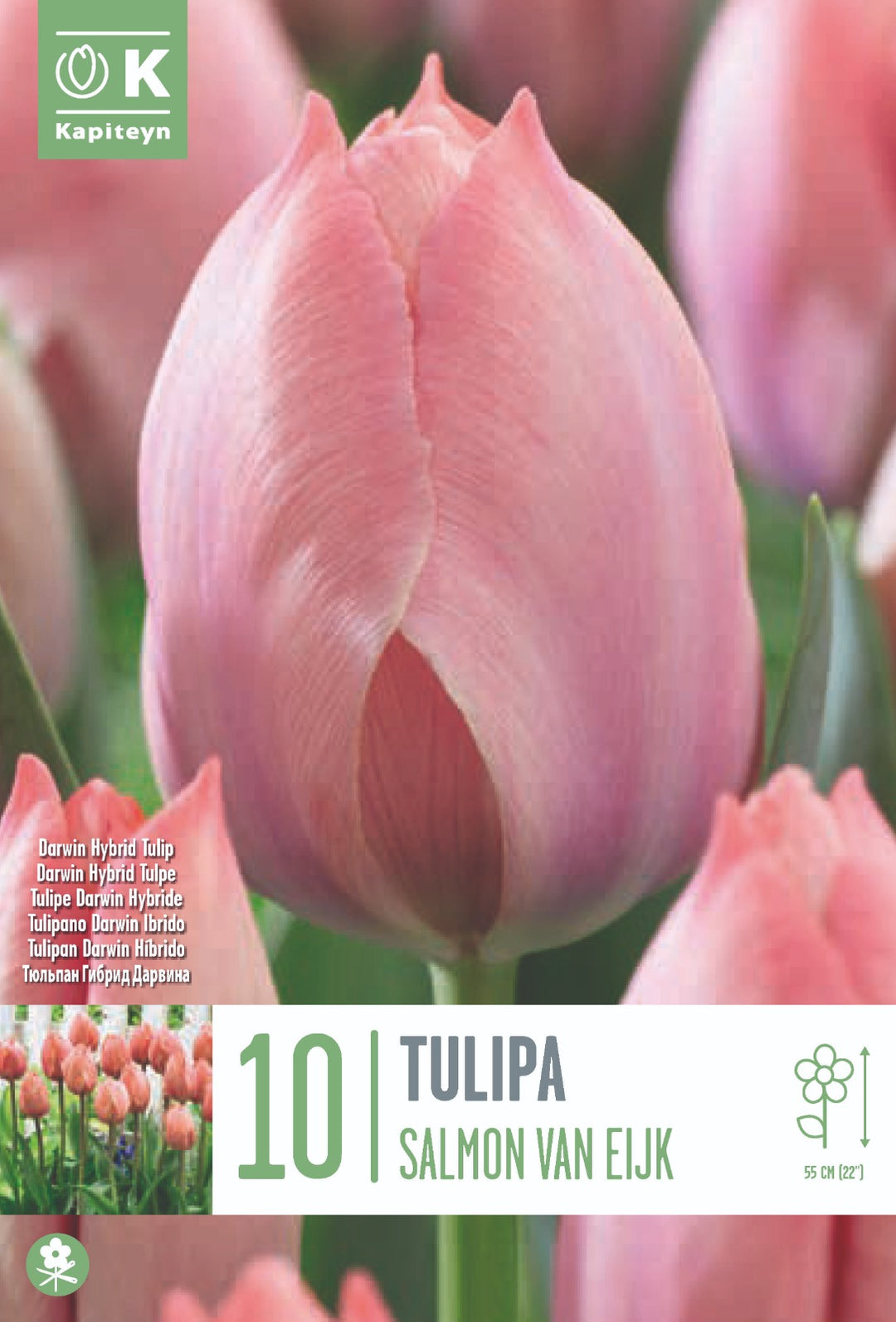 TUL SALMON VAN EIJK x10