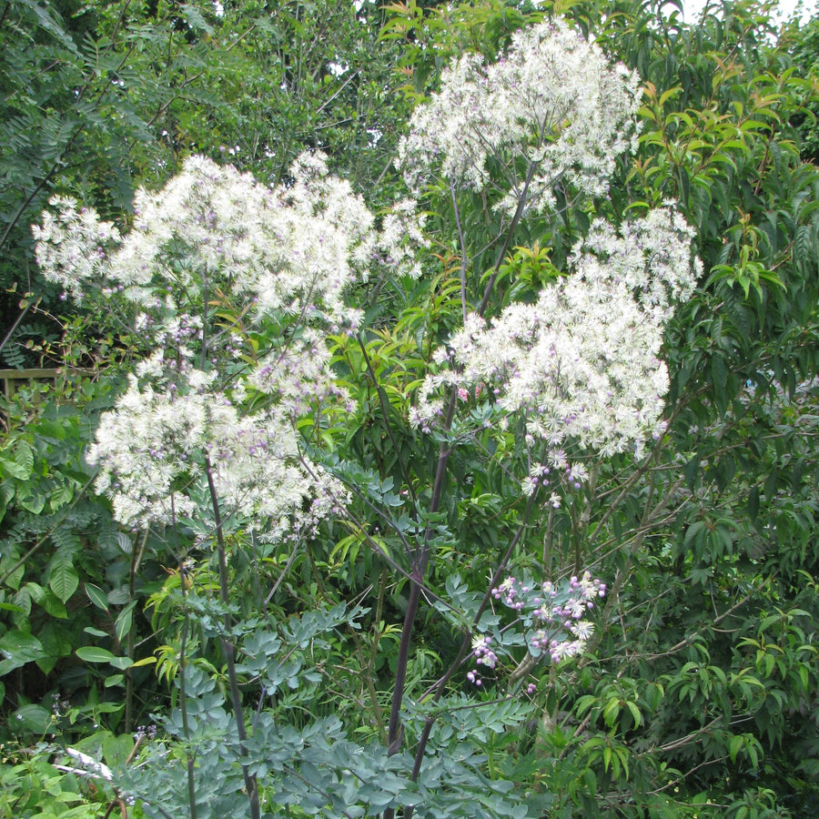 Photo by peganum, licensed under the Creative Commons Attribution-Share Alike 2.0 Generic license. Cropped