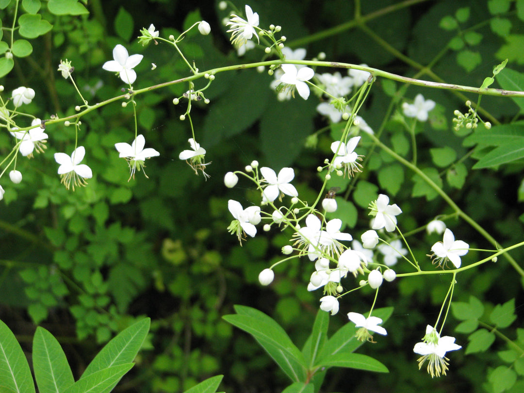 THALICTRUM del. Album