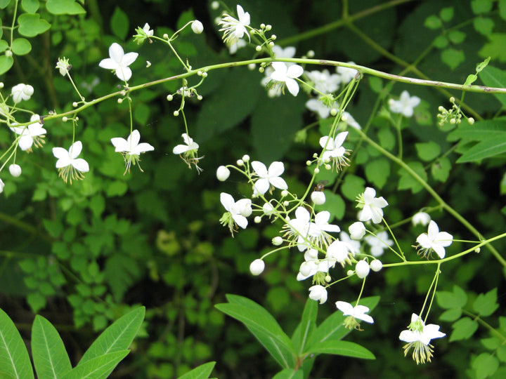 THALICTRUM del. Album