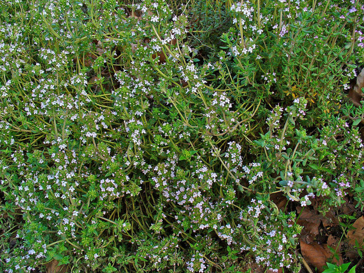 Thyme-Common-Planted-2