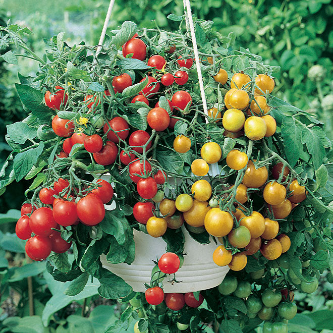 Tomato  or strawberry basket